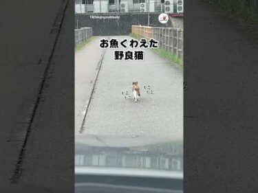 野良猫さん、お魚ゲットしたらしい｜PECO