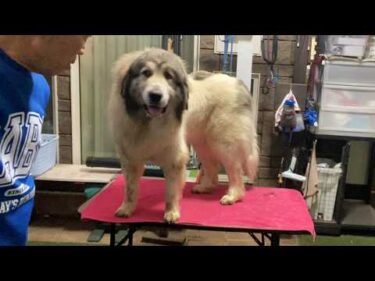 穴掘りシーズン到来で夕方もブラッシングが必要なベルとリリーです　Great Pyrenees　グレートピレニーズ