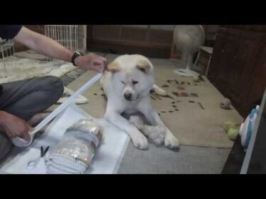 【秋田犬ゆうき】お婆さんが残していったお昼寝枕がボロボロになってきたのでガムテープで補修する【akita dog】