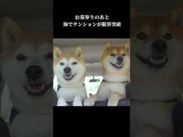 お墓参りにあとに海でテンションが限界突破する柴犬 #犬との暮らし  #shibainu #かわいい