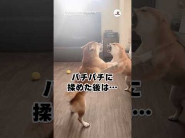 突然スンとするの何｜PECO