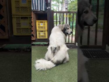 Belle ベル #greatpyrenees #todaysrunrun #グレートピレニーズ #今日のルンルン