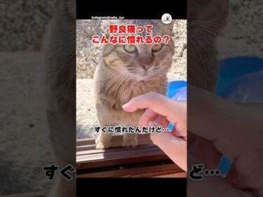 野良猫から家猫になるまでの表情変化｜PECO