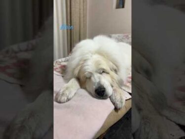 Alain アラン #greatpyrenees #todaysrunrun #グレートピレニーズ #今日のルンルン