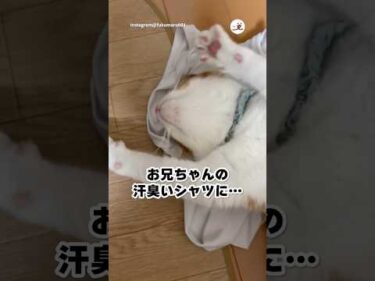 何がそんなにいいんだ！？｜PECO