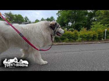 散歩中は多忙なため息子（格下）とサイドウォークなどしていられないベルです　Great Pyrenees　グレートピレニーズ