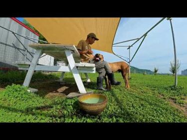 一夜明けて、、、土佐犬とっさんと今後
