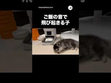 ご飯の音で飛び起きる子｜PECO