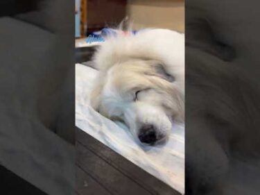 Alain アラン #greatpyrenees #todaysrunrun #グレートピレニーズ #今日のルンルン