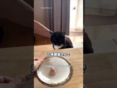 6/7はルナちゃんの推定誕生日でした！｜PECO