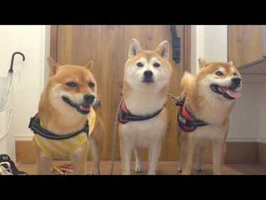 柴犬が落ち込んでいたので、急きょ動きます