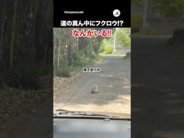 野生の赤ちゃんフクロウを保護した｜PECO