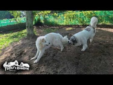 リリーが成長し100%の力で追いかけっこができるベルです　Great Pyrenees　グレートピレニーズ