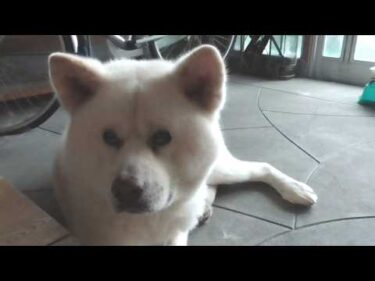 【秋田犬ゆうき】せっかく冷やしてくれた部屋から出て玄関でくつろいでいたので文句を言われる【akita dog】