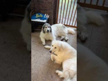 Belle Lily #greatpyrenees #todaysrunrun #グレートピレニーズ #今日のルンルン