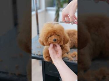 どんどん眠たくなる子犬をカットしたら・・・