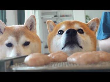 柴犬たちのために、ママが突然お店を始めました。