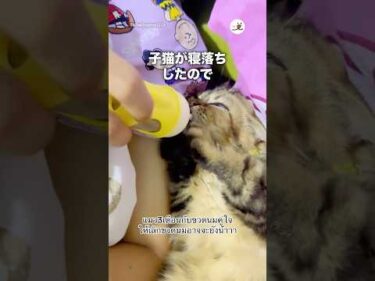 寝落ちしちゃった子猫の口が…｜PECO