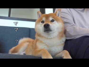 ママの異変に気づいた柴犬から、笑顔が消えました
