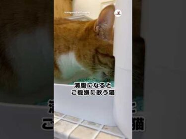 満腹になるとご機嫌に歌っちゃう♪｜PECO