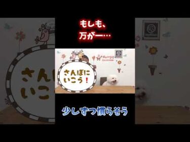 散歩嫌いだから行かない…で終わらせないで
