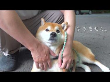 柴犬が歩かなくなった、本当の理由。