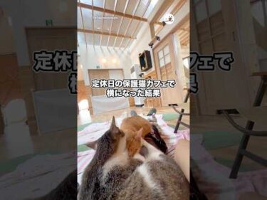 定休日の保護猫カフェで横になった結果…｜PECO