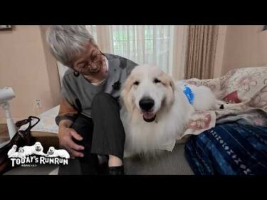【後編】ブリーダーさんとリリーの妹ララちゃんをお迎えしたアランとベルとリリーです　Great Pyrenees　グレートピレニーズ