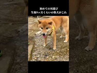 生後9ヶ月の柴犬は怖いもの知らず！初めての川遊び #犬のいる暮らし  #shibainu #夏休み