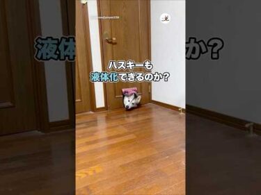 ハスキーも液体化できるのか？｜PECO