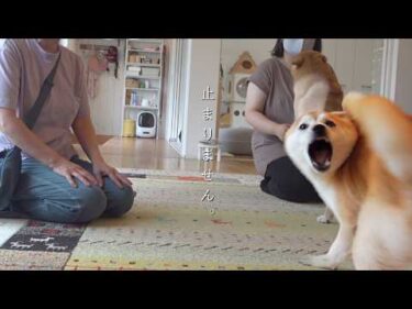 大好きな母との再会で、実家の柴犬が過去一大変なことに。