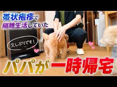 帯状疱疹で隔離中のパパが一時帰宅…久しぶりに会った愛犬たちの反応は？