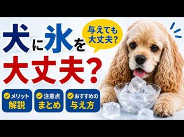 犬に氷を与えても大丈夫？知っておきたい3つの注意点【再編集】
