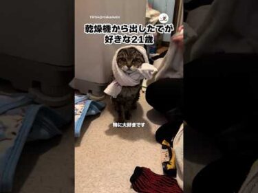 21歳おばあちゃん猫さん｜PECO