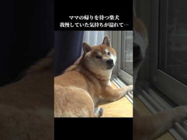 ママが帰宅すると柴犬は感情があふれて… #shibainu #柴犬 #犬のいる暮らし #かわいい