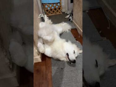 Lily リリー #greatpyrenees #todaysrunrun #グレートピレニーズ #今日のルンルン