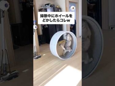 掃除中にキャットホイールをどかしたらコレw｜PECO