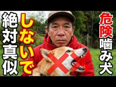 【絶対真似しないでください】中型犬噛み犬抱っこに挑戦‼️