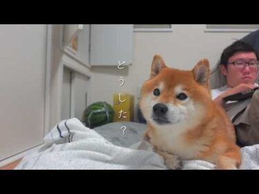 柴犬と仏壇の前で寝たら、違和感を感じました。