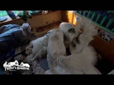 少し調子を崩したアランを心配して気遣うベルとリリーです　Great Pyrenees　グレートピレニーズ