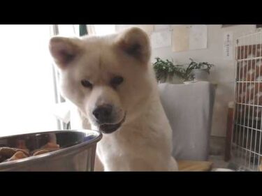 【秋田犬ゆうき】夜鳴き期間がようやく終わり一週間ぶりにフードを食べたのでめちゃくちゃ喜ばれる【akita dog】