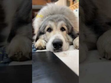 Belle ベル #greatpyrenees #todaysrunrun #グレートピレニーズ #今日のルンルン