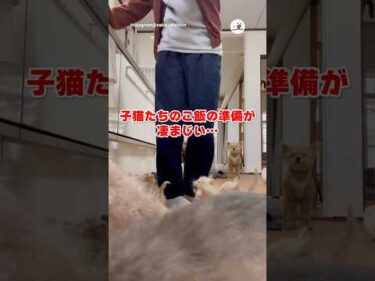 子猫たちのご飯前｜PECO