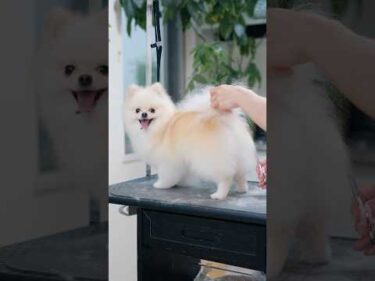 もふもふポメラニアンをトリミングしたら・・・