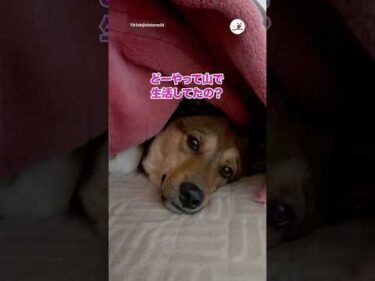 もう野犬には戻れないね｜PECO
