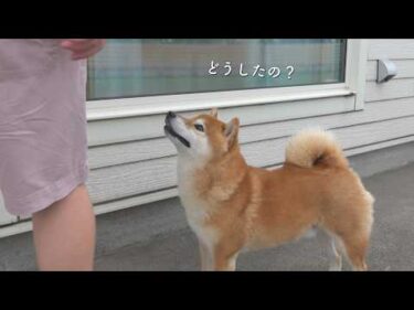 柴犬はパパが帰っても、家に入りませんでした