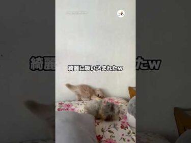 綺麗に吸い込まれたw｜PECO