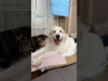 Alain アラン #greatpyrenees #todaysrunrun #グレートピレニーズ #今日のルンルン