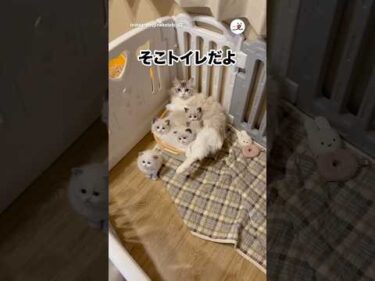 トイレって落ち着くよね｜PECO