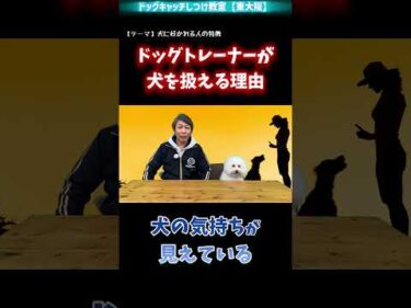 【犬】なぜドッグトレーナーは犬に信頼されるの？その理由